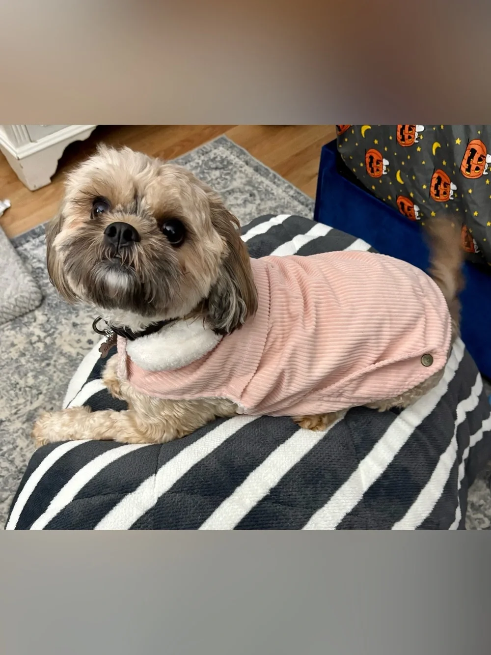 Cozy-Pink Corduroy Dog Coat with Faux Fur Collar